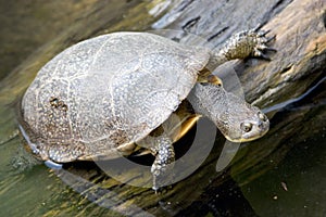 Turtle