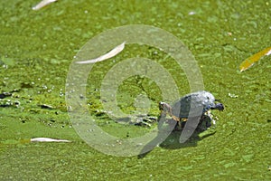 Turtle on algae covered pond