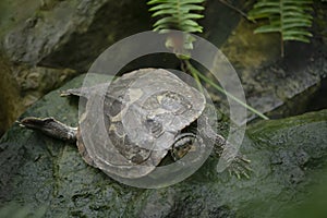 Turtle on algae covered rock