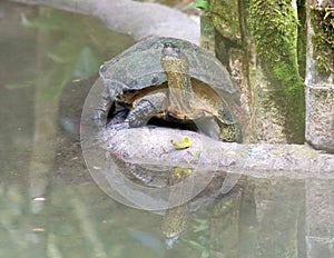 Turtle alligator in Costa Rica in the jungle