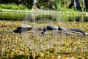 A Turtle and an Alligator Facing Each Other