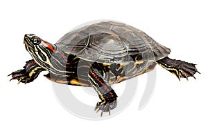 Turtle alone against transparent backdrop