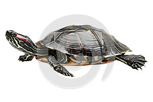 Turtle alone against transparent backdrop