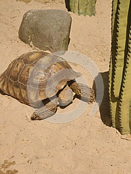 Turtle Alone in the Desert