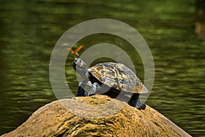 Turtle in amazon rainforest, Yasuni National Park