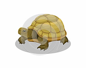 Turtle amphibian animal cartoon illustration vector