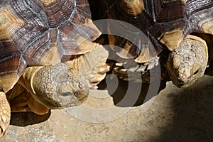 Turtle animal of long life in wildlife