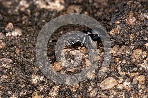 Turtle Ant
