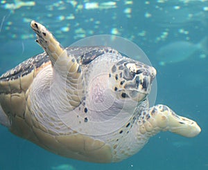 A Turtle in an Aquarium