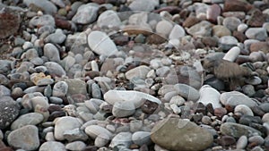 Turtle baby crawls to the sea. Cirali, Turkey.