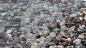 Turtle baby crawls to the sea. Cirali, Turkey.