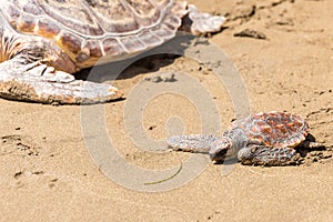 Turtle Baby with mother on beach