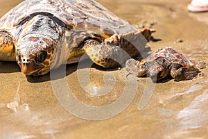 Turtle Baby with mother on beach