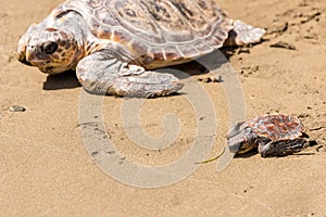 Turtle Baby with mother on beach