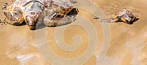 Turtle Baby with mother on beach