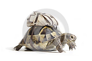 Turtle with backpack on a back.