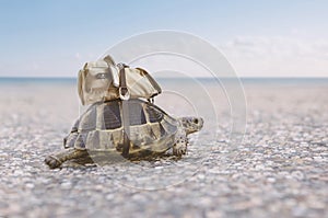 Turtle with backpack on a back.