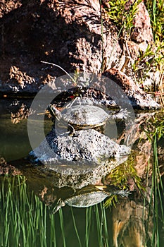 Turtle Balancing on Rock in Pond