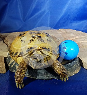 Turtle and ball on rock