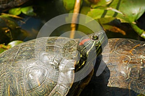 Turtle bask in the sun. sunbathing, nature, animal, Red eared slider