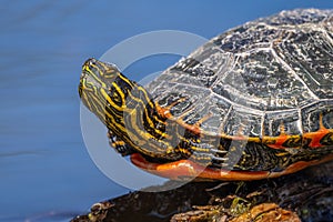 Turtle basking in the sun