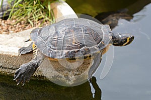 A turtle basking in the sun