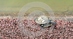 Turtle basking on the tree stump in fresh water pond of Chinese garden