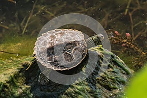 A turtle basks inthe sun at Sodus Point near Lake - 2Ontario - 1