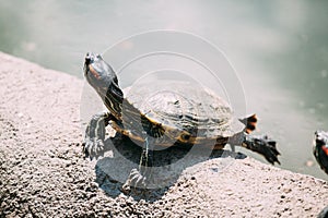 The turtle basks in the sun in the sand