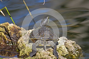 turtle basks on a sunlit rock, soaking up the warmth.
