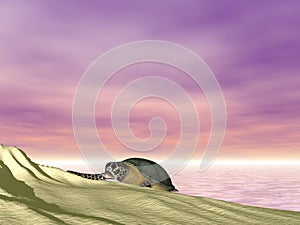 Turtle at Beach