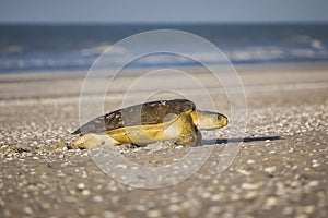 Turtle at the beach