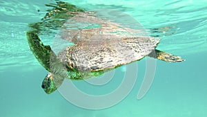 Turtle