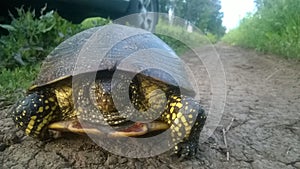 Turtle beautiful walking on the road