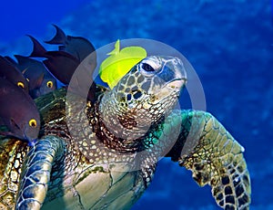 Turtle being cleaned img