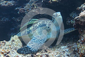 A turtle photo