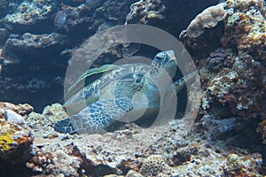 A turtle photo