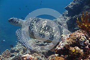 A turtle photo