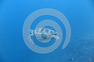 A turtle photo