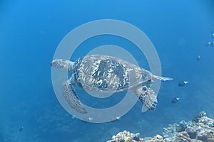 A turtle photo