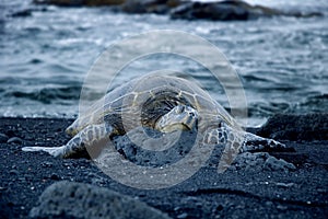 Turtle on black sand beach