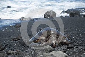 Turtle on black sand beach