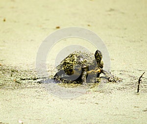 Turtle Bogged Down in Duckweed Slime