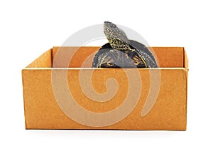 Turtle in the box