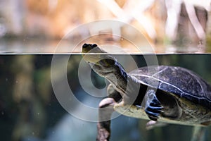 Turtle breathing in a river