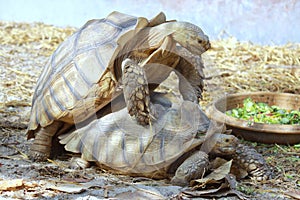 Turtle breeding