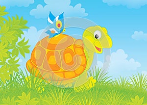 Turtle and butterfly