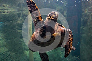 Turtle Caguama swimming underwater.