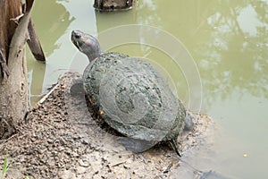 This turtle came up to occupy its resting area.