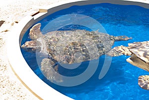 Turtle in Captivity photo